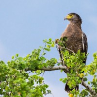 Haubenschlangenadler