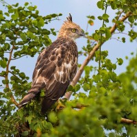 Sri Lanka Haubenadler