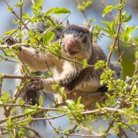 Sri Lanka Riesenh&ouml;rnchen