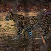Sri Lanka Leopard