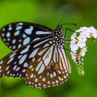 Blauer Tiger, Tirumala limniace
