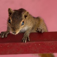 Indisches Palmenh&ouml;rnchen