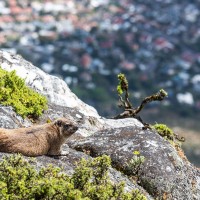 Klippschiefer mit Blick auf Kapstadt