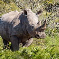 S&uuml;dliches Breitmaulnashorn