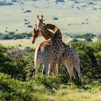 K&auml;mpfende Giraffenhengste