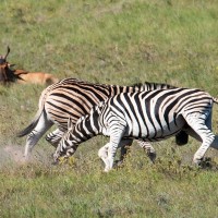 K&auml;mpfende Zebrahengste