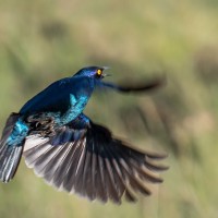 Schwarzbauch Glanzstar