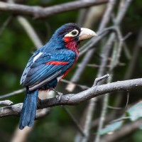 Doppelzahn-Bartvogel