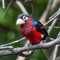 Doppelzahn-Bartvogel