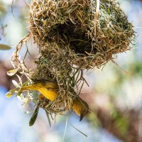 Junger Maskenweber beim Nestbau-&Uuml;ben