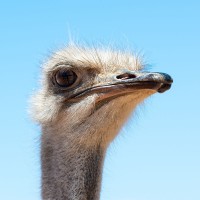 Weiblicher Strau&szlig;