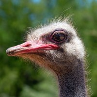 M&auml;nnlicher Strau&szlig;