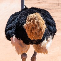 M&auml;nnlicher Strau&szlig;