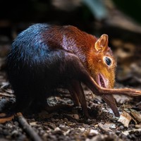 R&uuml;sselh&uuml;ndchen