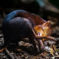 R&uuml;sselh&uuml;ndchen