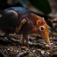 R&uuml;sselh&uuml;ndchen