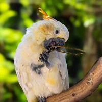Orangenhauben-Kakadu