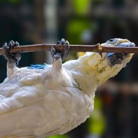 Orangenhauben-Kakadu