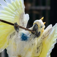 Orangenhauben-Kakadu