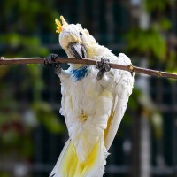 Orangenhauben-Kakadu