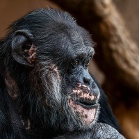 Schimpanse