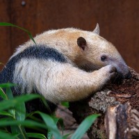 Tamandua