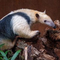 Tamandua