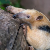Tamandua