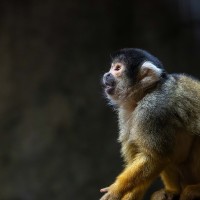 Totenkopf&auml;ffchen