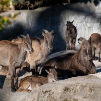 Himalaya-Tahr