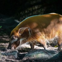 Pinselohrschwein