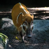 Pinselohrschwein