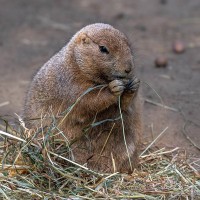Schwarzschwanz-Pr&auml;riehund