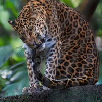 China-Leopard