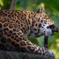 China-Leopard