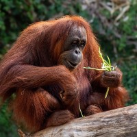 Orang Utan