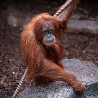 Orang Utan