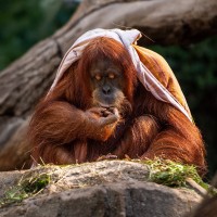Orang Utan