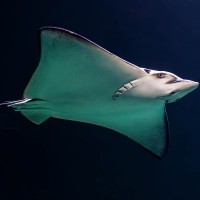 Gefleckter Adlerrochen