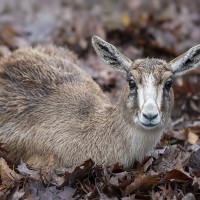 Persische Kropfgazelle