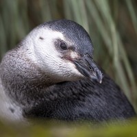 Junger Magelan-Pinguin