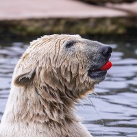 Eisb&auml;r Mika ist eine Tomate