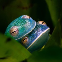 Granulierter Glasfrosch