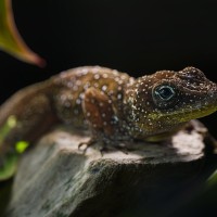Dominica-Anolis