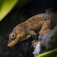 Dominica-Anolis