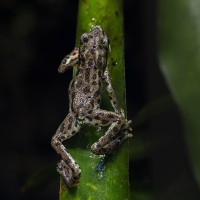 Rio-Pescado-Harlekinkr&ouml;te