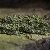 Vietnamesischer Moosfrosch