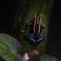 Gestreifter Baumsteiger