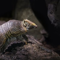 Kugelg&uuml;rteltier