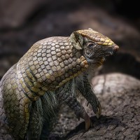 Kugelg&uuml;rteltier